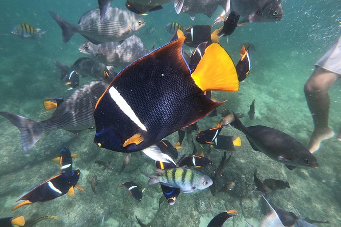 Full-Day Experience in Banderas Bay - Traveler Photos and Reviews