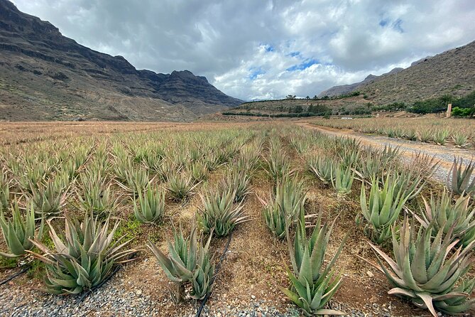 Full-Day Gran Canaria Tour With Teror, Tejeda and Lunch in Fataga - Cancellation Policy