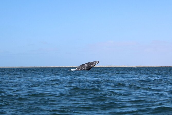 Full Day Gray Whale Watching Experience - What to Bring for a Full Day Gray Whale Watching Trip