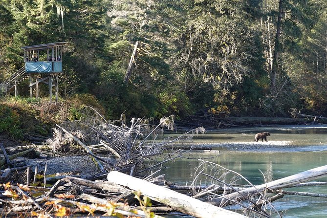 Full Day Grizzly Bear Tour to Bute Inlet - Tour Itinerary