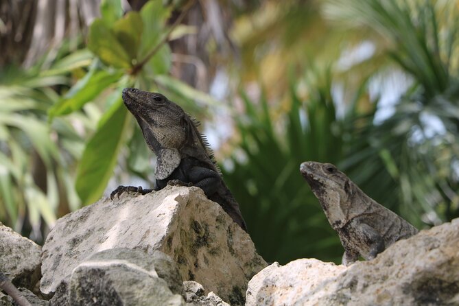Full Day Guided Tour to Sian Kaan (Short Way) - Hotel Pickup and Cancellation Policy