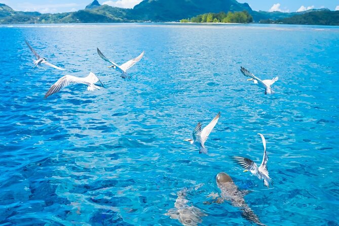 Full Day Lagoon Group Tour in Bora Bora With Lunch - Booking and Cancellation Policy