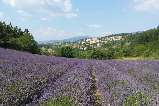 Full Day Lavender Tour Luberon and Sault - Reviews