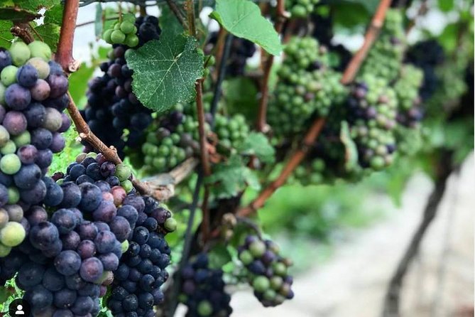 Full-Day Niagara-On-The-Lake Guided Wine and Charcuterie Tour - Wine Tasting Experience