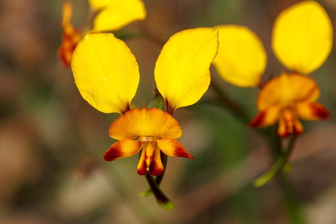 Full-Day Perth Flower Photography Excursion - Additional Information