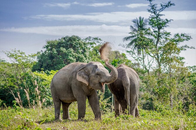 Full-Day Phuket Elephant Sanctuary Tour With Lunch and Dinner - Tour Details and Inclusions