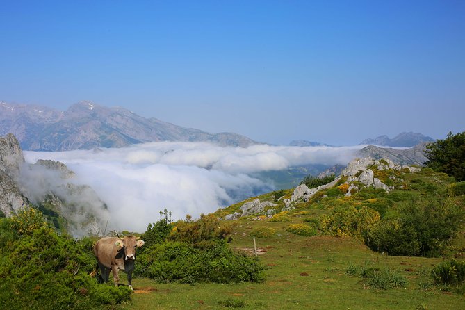 Full Day Private 4WD Tour From Bilbao to Picos De Europa. Fine Meals. - Pickup and Cancellation Policy