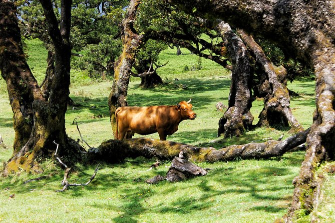 Full Day Private 4x4 Tour in West Madeira With Local Guide - Reviews