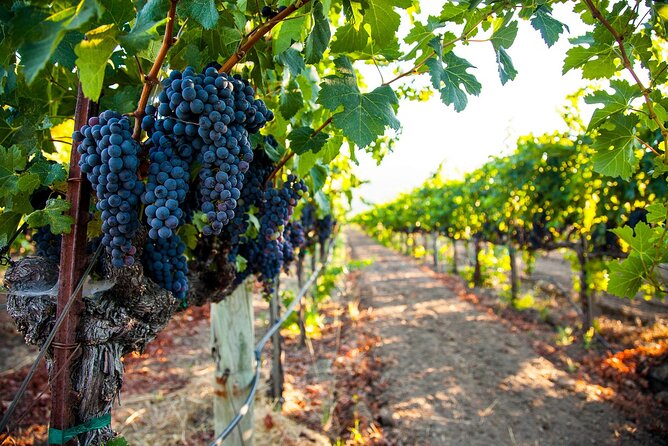 Full Day Private Rioja Wine Tour Experience From La Rioja - Tour Details