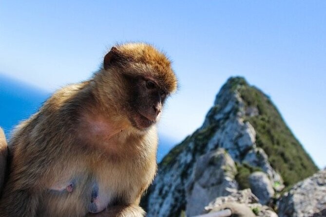 Full Day Private Tour to Gibraltar From Malaga - Inclusions and Exclusions