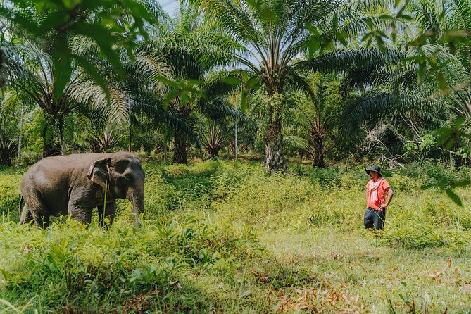 Full-Day Rescued Elephant Walk With Guide Tour in Khaolak - Tour Details