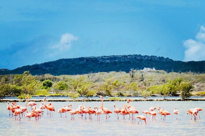 Full Day Tour Curacao West Coast Boka Tabla Flamingos and Beaches - Common Questions