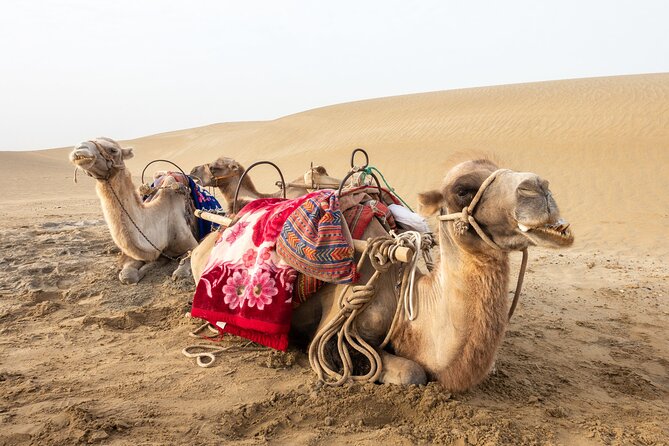 Full Day Tour to Desert Trip in Agadir With Lunch - Cancellation and Refund Policy