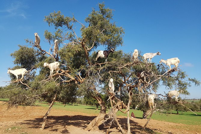 Full-Day Tour to Essaouira - the Ancient Mogador City From Marrakech - Tour Details