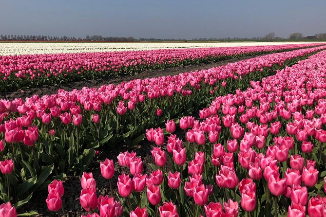 Full Day Tour to Texel - Friesian Islands - From Amsterdam - Traveler Photos and Reviews