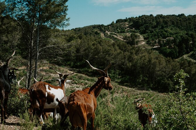 Full-Day Wine and Cheese Tour Around Aix-En-Provence From Marseille - Wineries and Wine Tasting