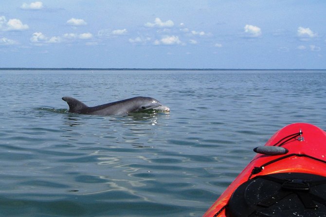 Fully Guided Kayaking Backwater Manatee and Dolphin Tour - Inclusions