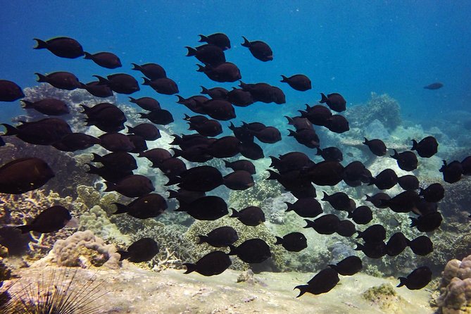 Fun Dives - Guided Dives for Certified Divers - Cancellation Policy for Fun Dives