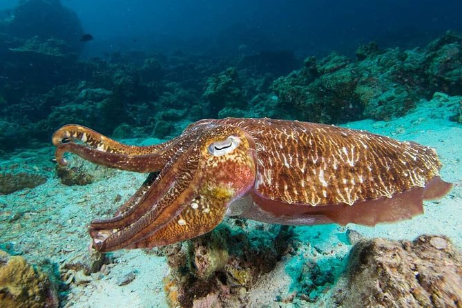 Fun Diving Safari Day Trip From Koh Lanta - Certified Divers - Pickup and Requirements