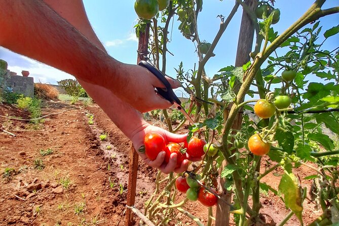 Funchal Private Farm Dinner Experience  - Madeira - Farm Tour and Welcome Drink