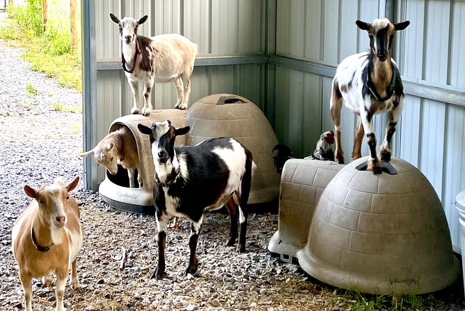 Gem Mining and Goat Farm Walking Tour in Hendersonville - Meeting and Pickup