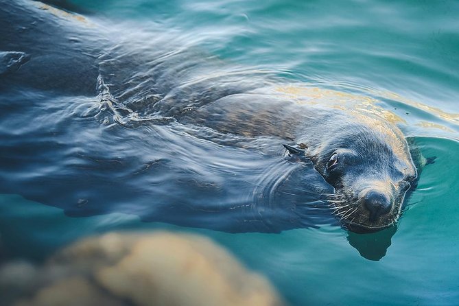Glass-Bottom Boat Cruise in Cabo San Lucas - Cancellation Policy