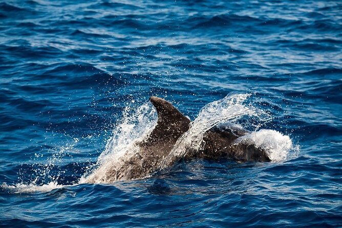 Glass-Bottom Boat Cruise With Snorkeling at Vila Franca Do Campo  - Sao Miguel - Meeting and Pickup