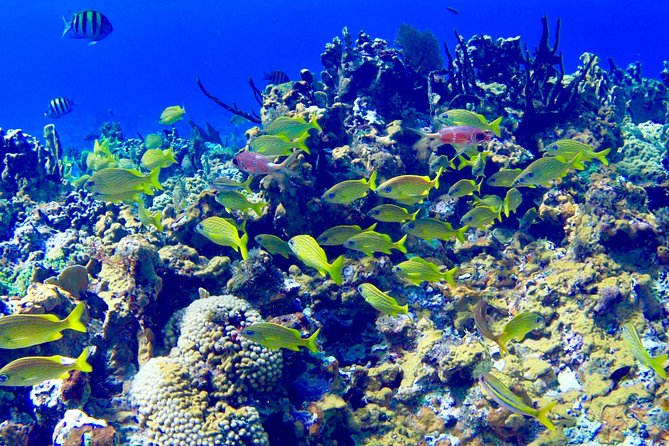 Glass Bottom Boat Ride/Snorkeling/Booby Cay Island From Negril - Customer Reviews