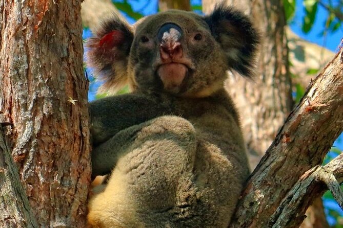 Gold Coast: Natural Arch, Rainforest & Volcano Canyon  - Surfers Paradise - Rainforest Exploration