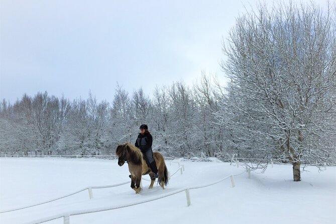 Golden Circle, Fridheimar Farm & Horses Small Group Tour From Reykjavik - Pickup Locations