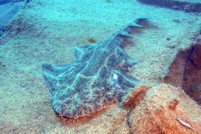 Gran Canaria 3 Days / 6 Dives in Various Locations - Common Questions