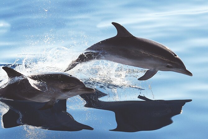 Gran Canaria Dolphin Watching Cruise - Cancellation Policy