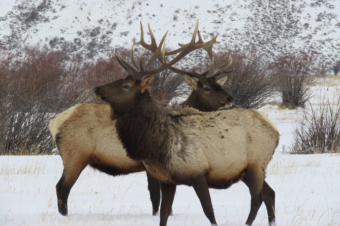 Grand Teton Park & Jackson Hole - PRIVATE Full-Day Wildlife Tour - Wildlife Encounters