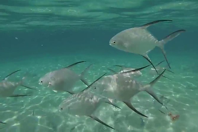Grand Turk - Amazing Wall Snorkeling Tour - Common Questions