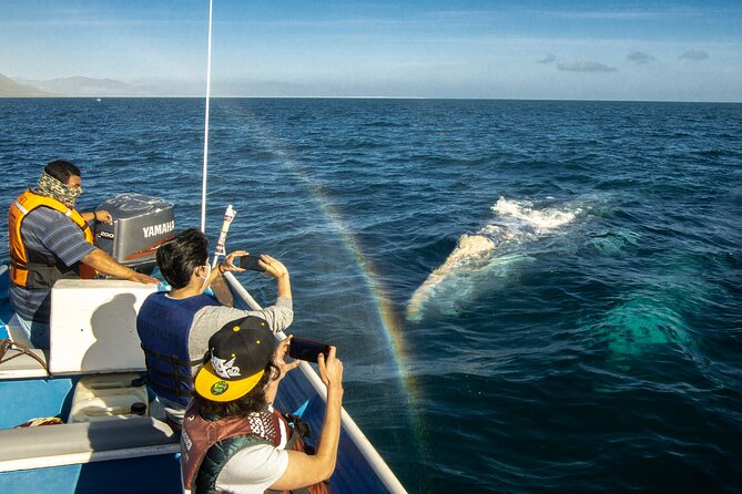 Gray Whale Watching Tour With Marine Biologist and Small Group - Cancellation Policy