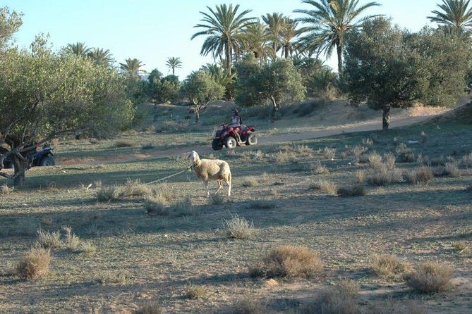 Great Ride Forest and Blue Lagoon in Quad - Good To Know