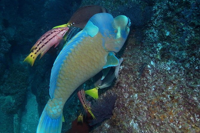 Guided by Divemaster, Cabo San Lucas Short Snorkeling Tour MANTA - Cancellation Policy