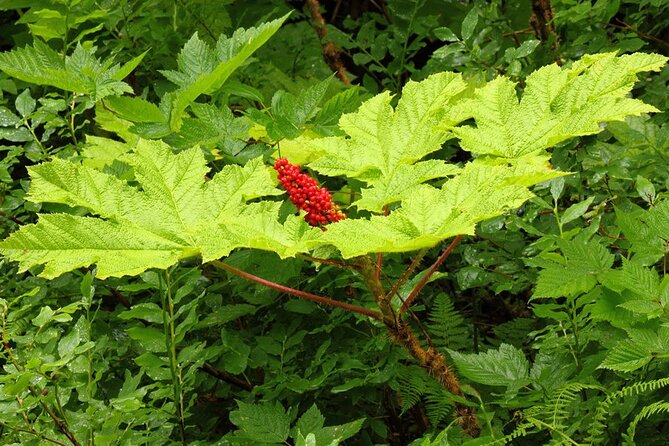 Guided Hike TONGASS NATIONAL FOREST - Meeting and Pickup