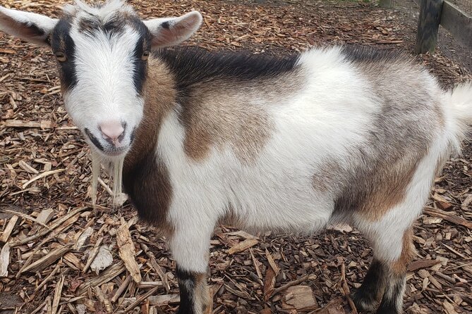 Guided Lilymoore Alpaca Farm Tour - Inclusions