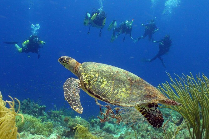 Guided Shore Dive on One of Our House Reefs for Certified Divers. - Good To Know