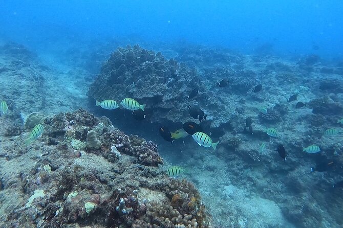 Guided Snorkel Tour for Beginners in Honolulu - Participant Requirements