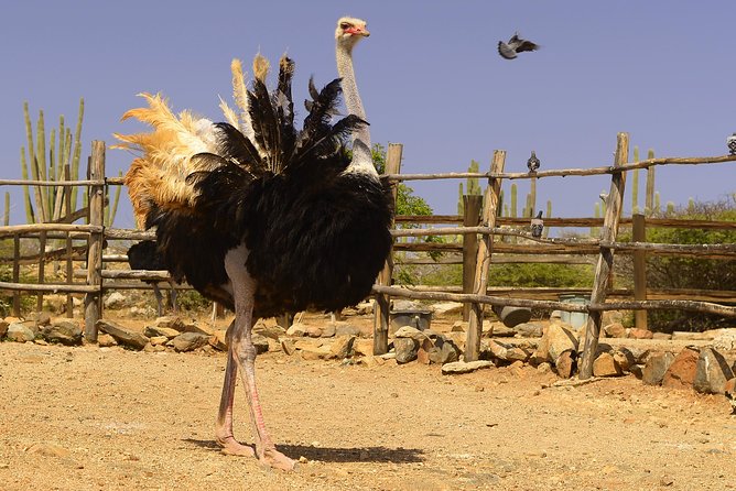 Guided Tour of Aruba Ostrich Farm With Lunch  - Oranjestad - Mating and Rearing Behaviors