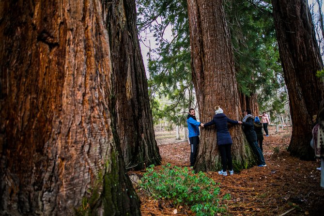 Guided Visit to the Redwoods of La Losa. - Best Time to Visit