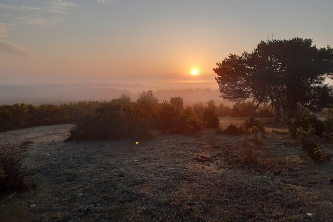 Guided Walking Tour of New Forest National Park in Hampshire - Tour Overview