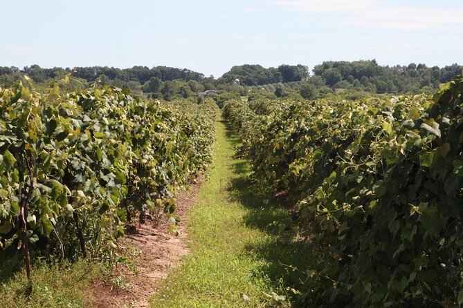 Guided Wine Tour Through the Niagara Wine Trail - Meeting and Pickup