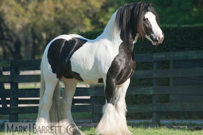 Gypsy Gold Horse Farm Walking Tour - Inclusions and Amenities