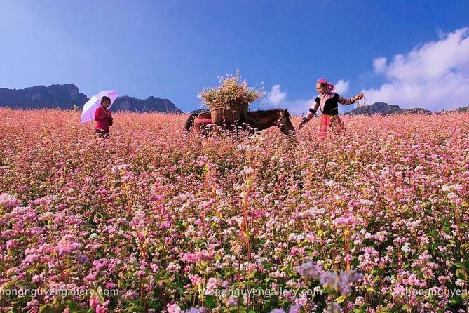 Ha Giang Loop Tour - 2 Days, 1 Night - Tour Itinerary