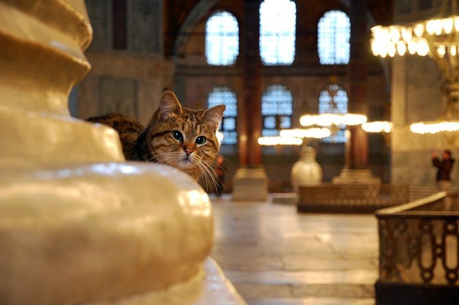Hagia Sophia Museum, Blue Mosque Small-Group Walking Tour  - Istanbul - Tour Itinerary and Highlights