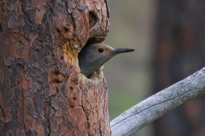 Half Day Birdwatching in the South Okanagan - Inclusions