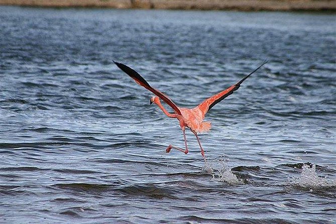 Half-Day Bonaire Island Tour With Hotel Pickup and Drop-Off - Reviews and Feedback